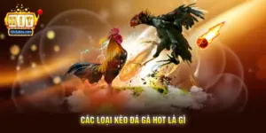 Các Loại Kèo Đá Gà Hot Là Gì