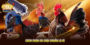 Cách Chọn Gà Chọi Chuẩn Là Gì