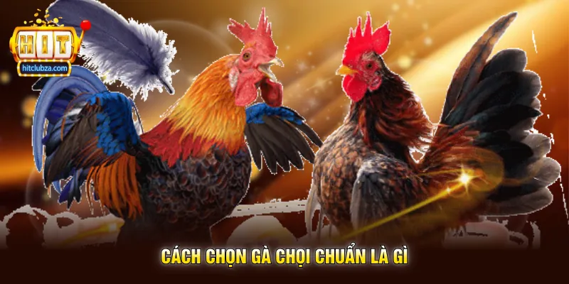 Cách Chọn Gà Chọi Chuẩn Là Gì