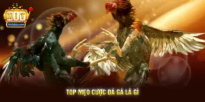 Top Mẹo Cược Đá Gà Là Gì