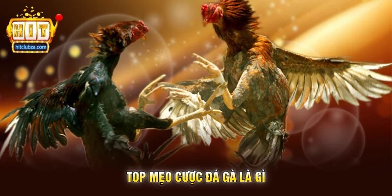 Top Mẹo Cược Đá Gà Là Gì